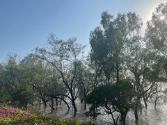 -宝安西湾红树林湿地公园