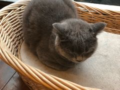 -猫友咖啡店(玉林西路店)