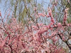 -大兴滨河森林公园