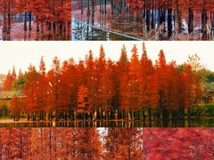 -白鹭湾湿地公园