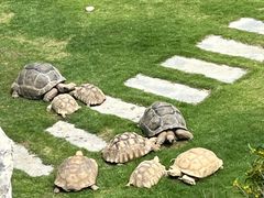 -广东惠东海龟国家级自然保护区