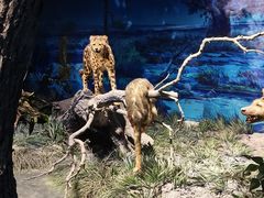 -国家自然博物馆