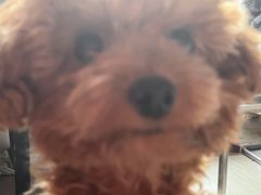 -瑞派宠物医院·犬猫全科·猫友好(宾水西道店)