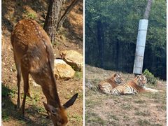 -大连森林动物园