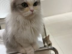 -怪兽屋·羊驼·猫咖·狗咖(俊华广场店)