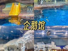 -海合安武汉极地海洋公园