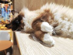 -藏猫猫咖啡主题馆(中央大道店)