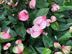 -上海鲜花港