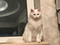 -美联众合动物医院·24h转诊中心