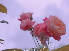 -UNIUNI(凯瑟琳广场店)