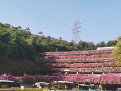 -深圳仙湖植物园