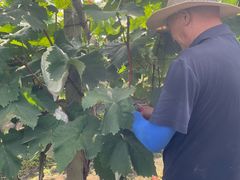 -马陆小张葡萄园农家乐