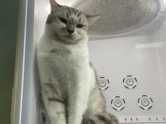 -老吴的猫·猫舍(新区店)