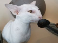 -飞行喵MR PILOT|猫舍·猫咖(静安大融城店)
