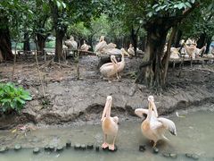 -广州长隆飞鸟乐园