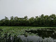 -日照海滨国家森林公园