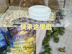 -青石桥花鸟鱼虫市场(叠翠城店)