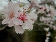 -东升八家郊野公园