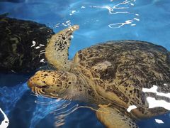-芜湖新华联大白鲸海洋公园