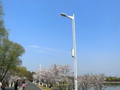-羊山湖公园