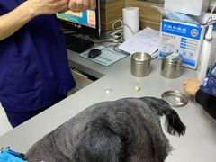 -爱侣宠医·鹦鹉专科·小型哺乳类·异宠专科(灵石路店)