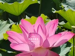 -莲花池公园