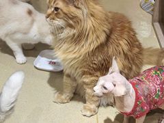 -藏猫猫咖啡主题馆(中央大道店)