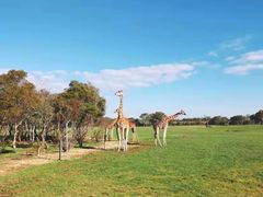 -威勒比开放式动物园