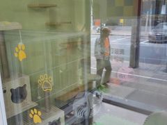 -东方名猫馆·英短金渐层布偶猫舍(环线广场1号楼店)