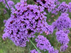 -上海滨江森林公园