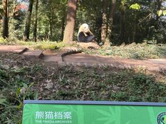 -中国大熊猫保护研究中心雅安碧峰峡基地