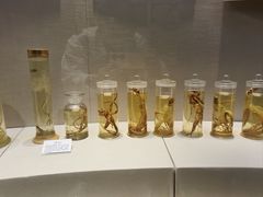 -广东中医药博物馆