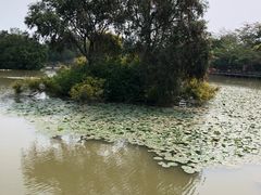 -大湾区中央湿地公园
