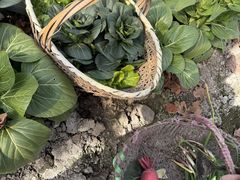 -马陆小张葡萄园农家乐