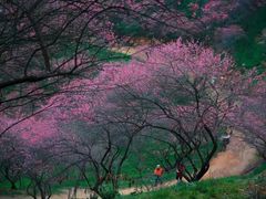 -新建村梅花