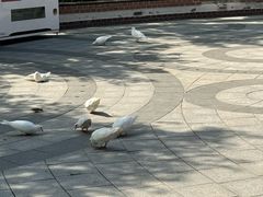 -南宫五洲植物乐园