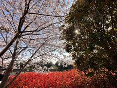 -高东镇樱花园