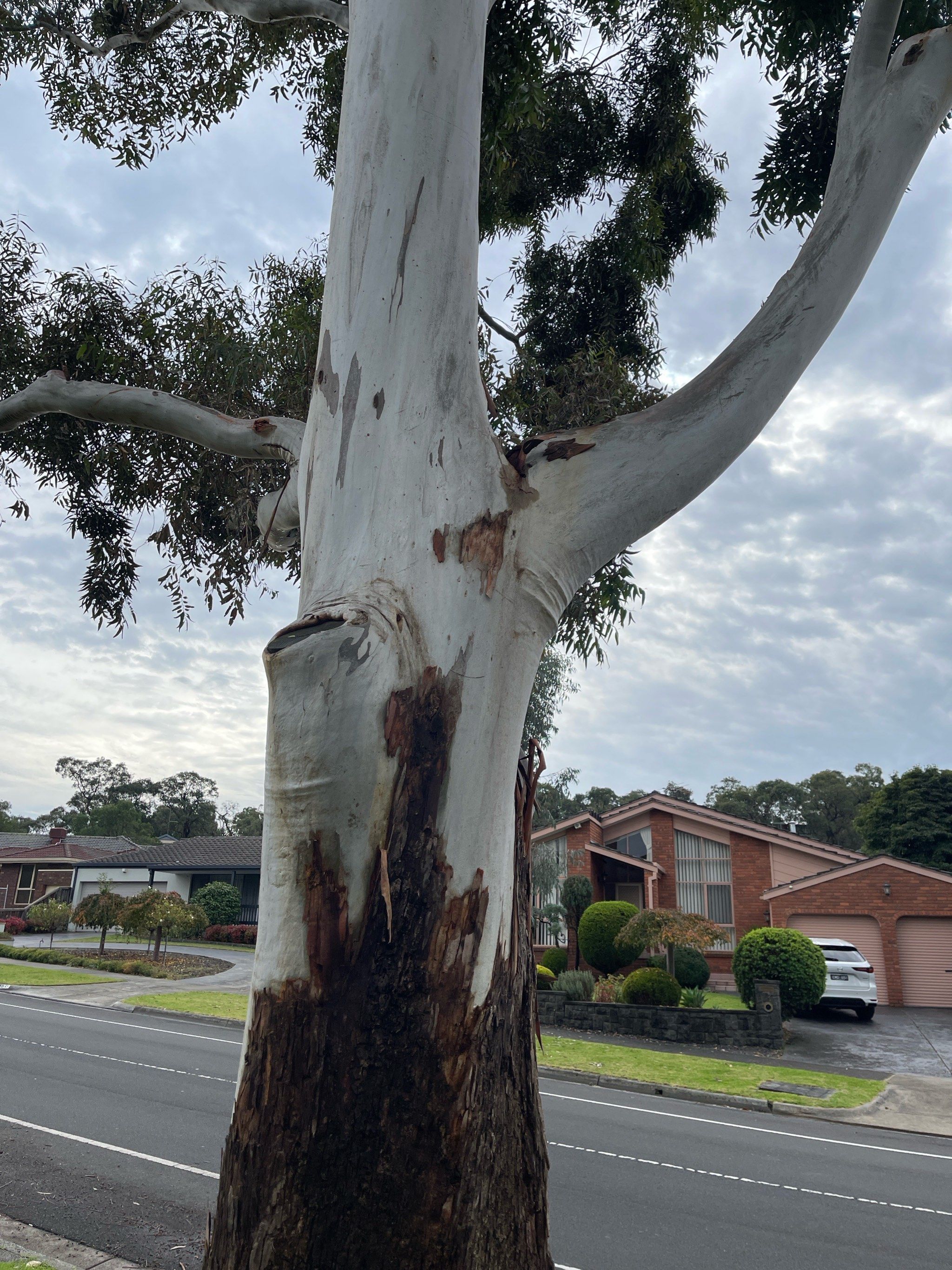 千层树也叫脱皮的树