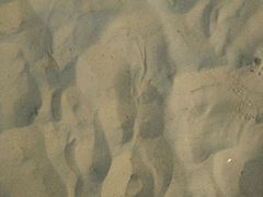 android_upload_pic-日照海滨国家森林公园