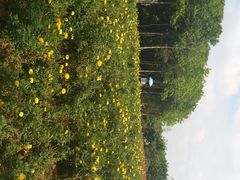 -松山湖梦幻百花洲