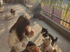 -柴犬高等学院·狗咖·柴犬售卖·宠物训练