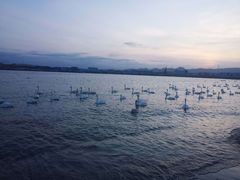 -烟墩角天鹅湖