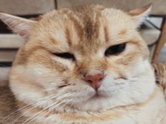 -柴迷FANS CLUB·柴犬狗咖·猫咖