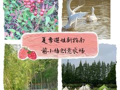 -前小桔亲子创意农场·草莓采摘·露营烧烤