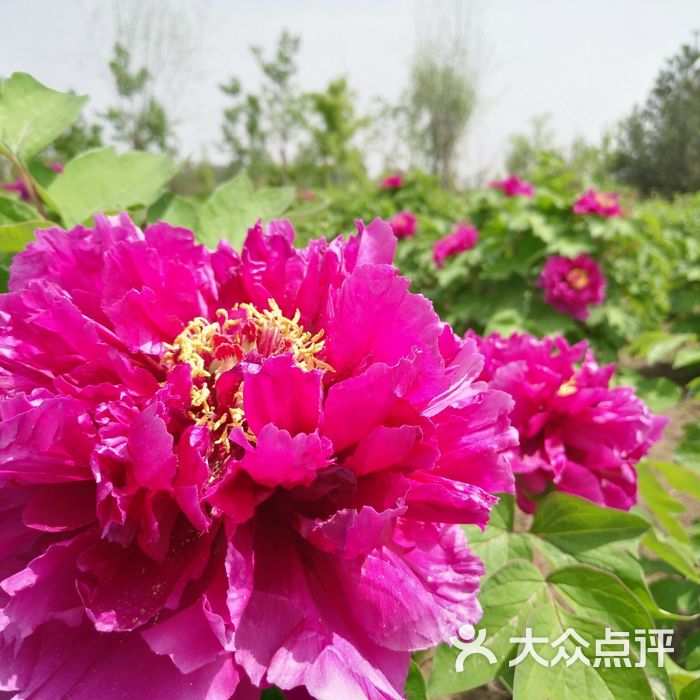 京津国色天香牡丹园图片