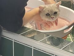 -山宅一喵德文卷毛猫舍