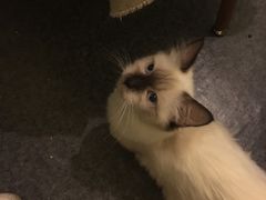 -猫色咖啡·猫咖