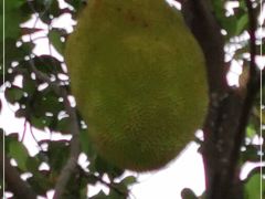 -云溪植物园