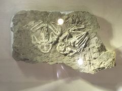 -辽宁古生物博物馆