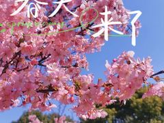 -顾村公园